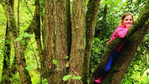 Child in tree at Wreay Woods Nature Reserve