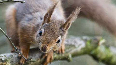 Red squirrel on a tree branch looking into camera - copyright harry hogg