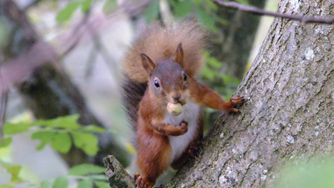 Image of red squirrel at Smardale Nature Reserve