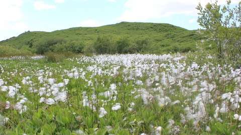 Cottongrass at lowick green -c- andrew walter