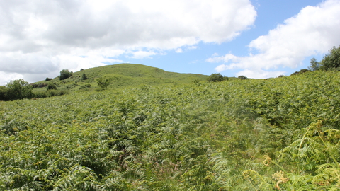 Image of the bracken in early summer at Lowick common - copyright andrew walter