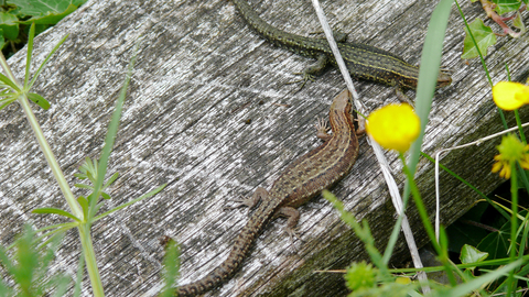 Common lizards on boardwalk with yellow flowers