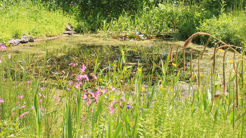 Image of pond in wildlife garden at Cumbria Wildlife Trust