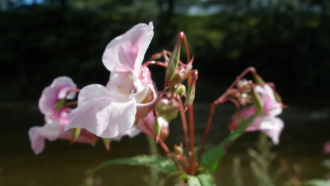 Himalayan balsam in flower