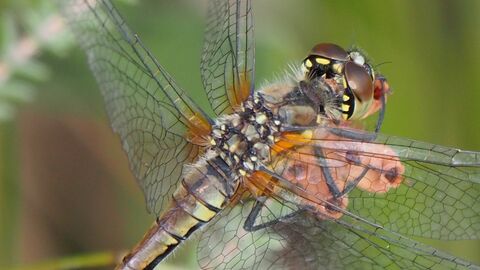 Darter dragonfly - copyright Michael Redman