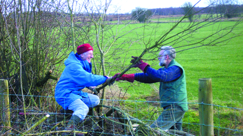 Volunteers hedge laying Bowness on Solway