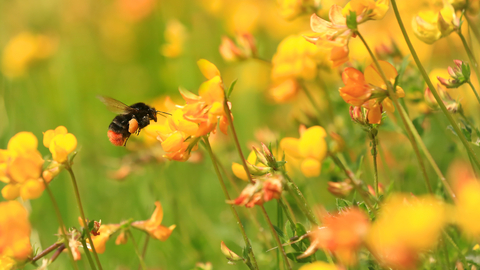 Bumblebee © John Hawkins