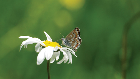June 2018: Northern brown argus butterfly by Mike Warren