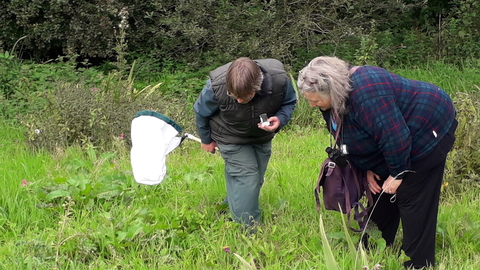 People wildlife recording in a grassy field with an insect net