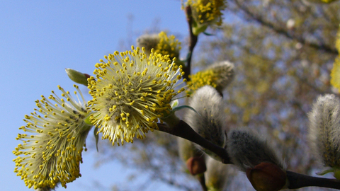 Pussy Willow © Lizzie Wilberforce