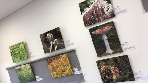 Plantlife LOST exhibition Gosling sike