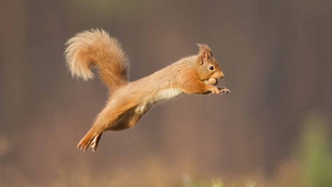Image of red squirrel jumping © Peter Cairns/2020VISION