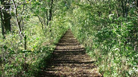 A path through Smardale Nature Reserve