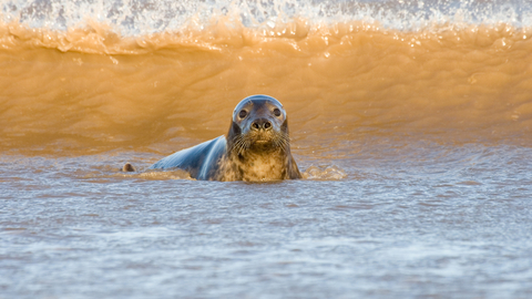 Image of grey seal © Tom Marshall