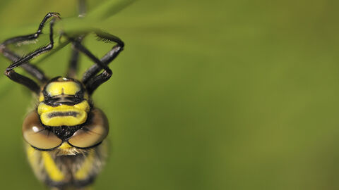 Golden Ringed Dragonfly