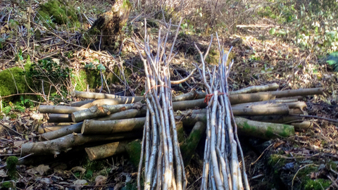 Staveley-Woodlands-Coppice-Work