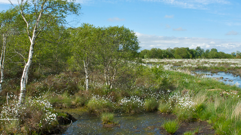 Drumburgh_Moss