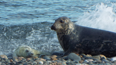 Grey_Seals