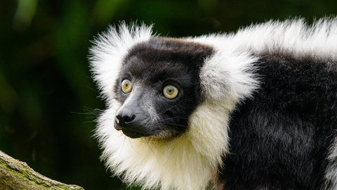 Lemur Mathias Appel