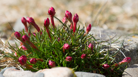 Thrift. Eskmeal Dunes 2013