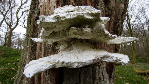 Bracket fungi. Barkbooth Lot 2013
