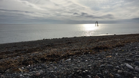 Seals at South Walney 2017