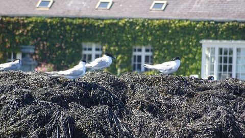 Sandwich terns Northern Ireland 2016