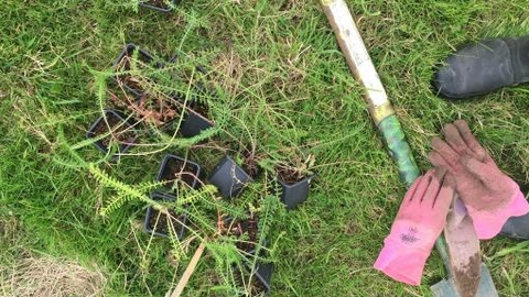 Meadow Life plug planting 2016