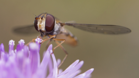 Hoverfly pollinating a flower