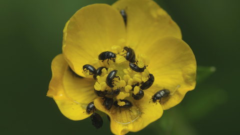 beetles pollinating a flower