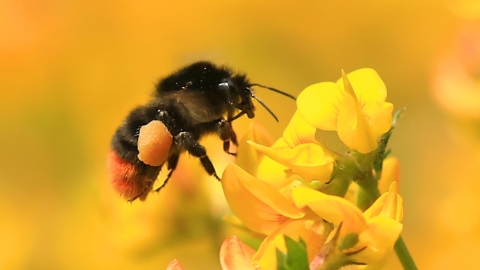 bumble bee pollinating a flower