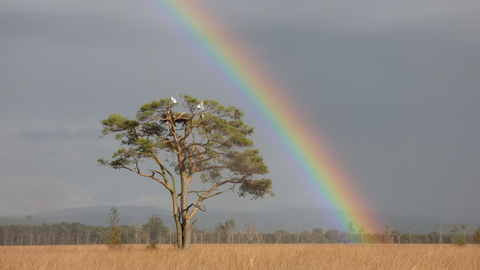 Foulshaw Moss rainbow