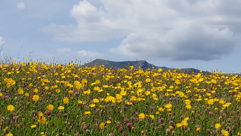 Eycott Hill meadow