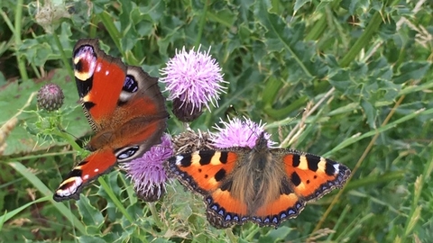 Peacock and small Tortoiseshell at Eycott