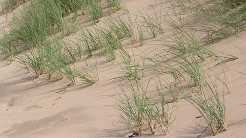 north-walney-dune-formation