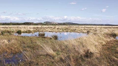Image of Foulshaw Moss peatland © Ian Alexander Waite