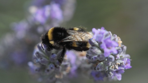 Image of white-tailed bumblebee © Derek Moore