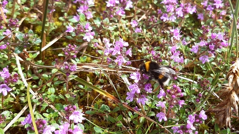 Dune flora and bumblebee at South Walney Nature Reserve