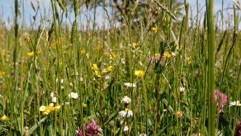 Image of Bowberhead farm and meadows © Cumbria Wildlife Trust