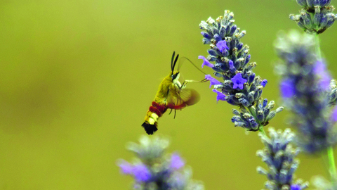 Image of broad-bordered bee hawk moth © Derek Moore