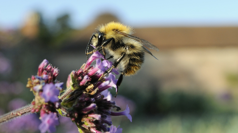 Image of common carder bumblebee © Nick Upton/2020VISION