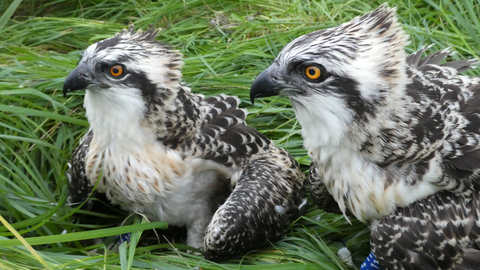 Image of Foulshaw osprey chicks at ringing July 2020