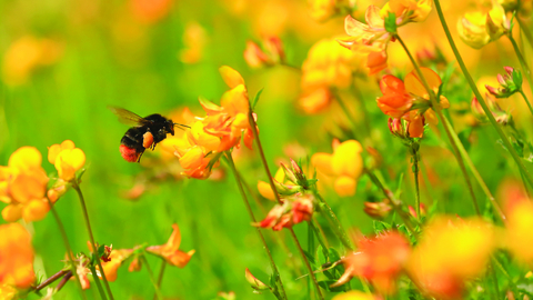 Image of red-tailed bumblebee © Jon Hawkins/Surrey Hills Photography