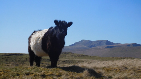 A Belted Galloway on Eycott © Oscar Adams 