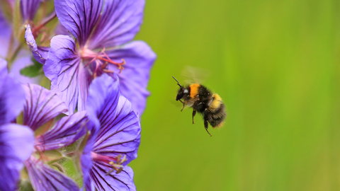 Early-Bumble-Bee