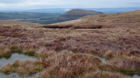 Matterdale Common conservation day