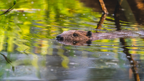 Eurasian Beaver ©Cain Scrimgeour