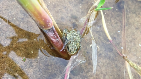 Natterjack Toad Haverigg