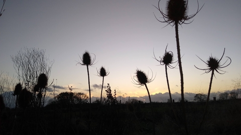Teasels at Gosling Sike © Jody Ferguson