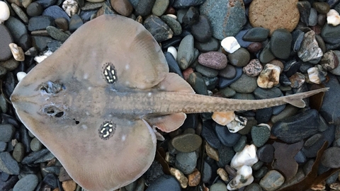 cuckoo ray